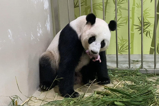 7th time lucky: The first giant panda cub born in Singapore