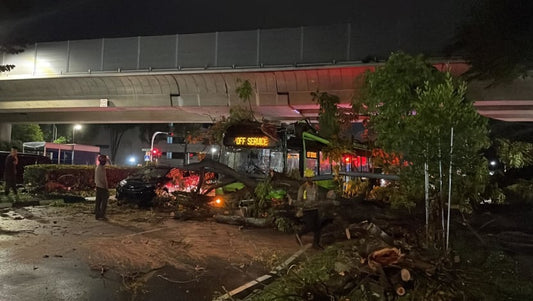 Strong Winds and Heavy Rain Cause Trees to Fall Across Singapore