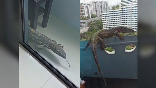 Monitor lizard that wandered into Punggol flat not native to Singapore; NParks investigating