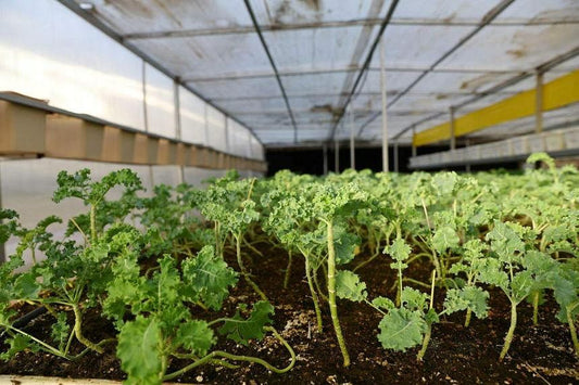 Malaysia turns to smart farming to boost food security