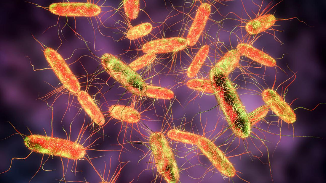 Rapid outbreak assessment: Multi-country Salmonella outbreak