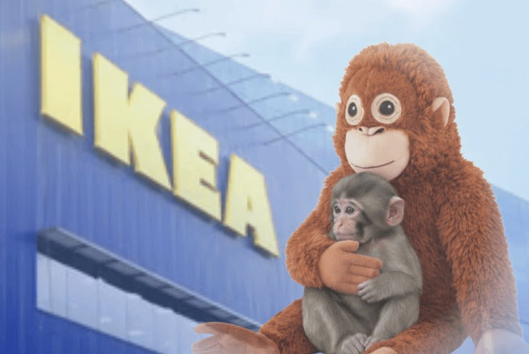 The Rise of Panchi: Why This Viral Monkey Is Taking Over Social Media