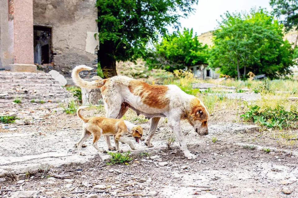 Chernobyl Dogs Exhibit Rapid Evolution in Response to Radiation Exposure
