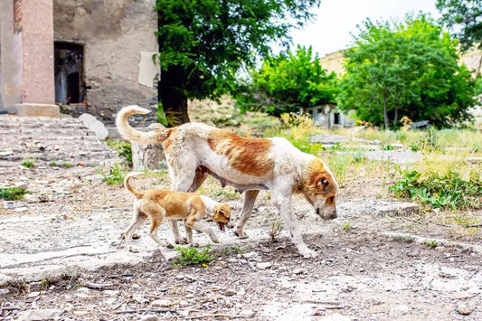 Chernobyl Dogs Exhibit Rapid Evolution in Response to Radiation Exposure