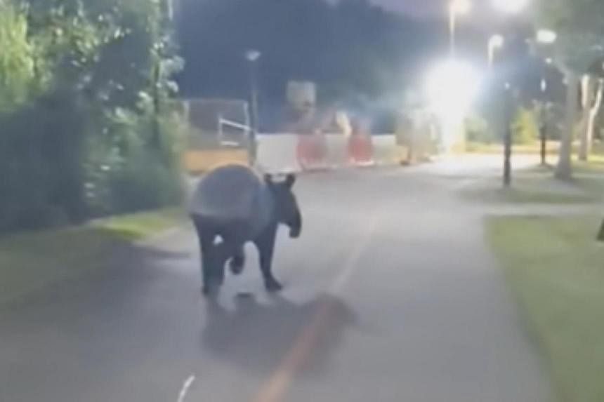Rare tapir spotted along Punggol park connector; Experts caution against going near animal