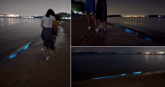 Blue bioluminescent waves at S’pore beach provide rare display